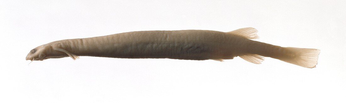 Candiru,parasitic catfish