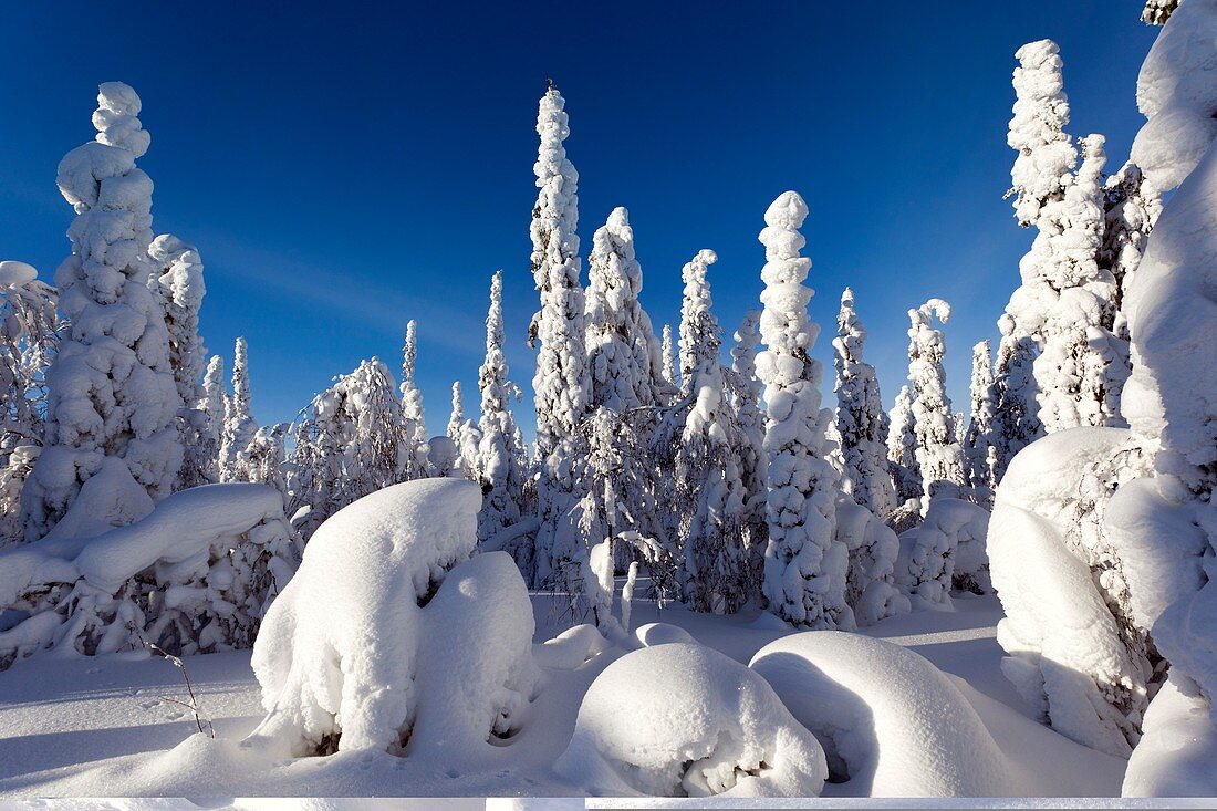 Pine forest after heavy snowfall