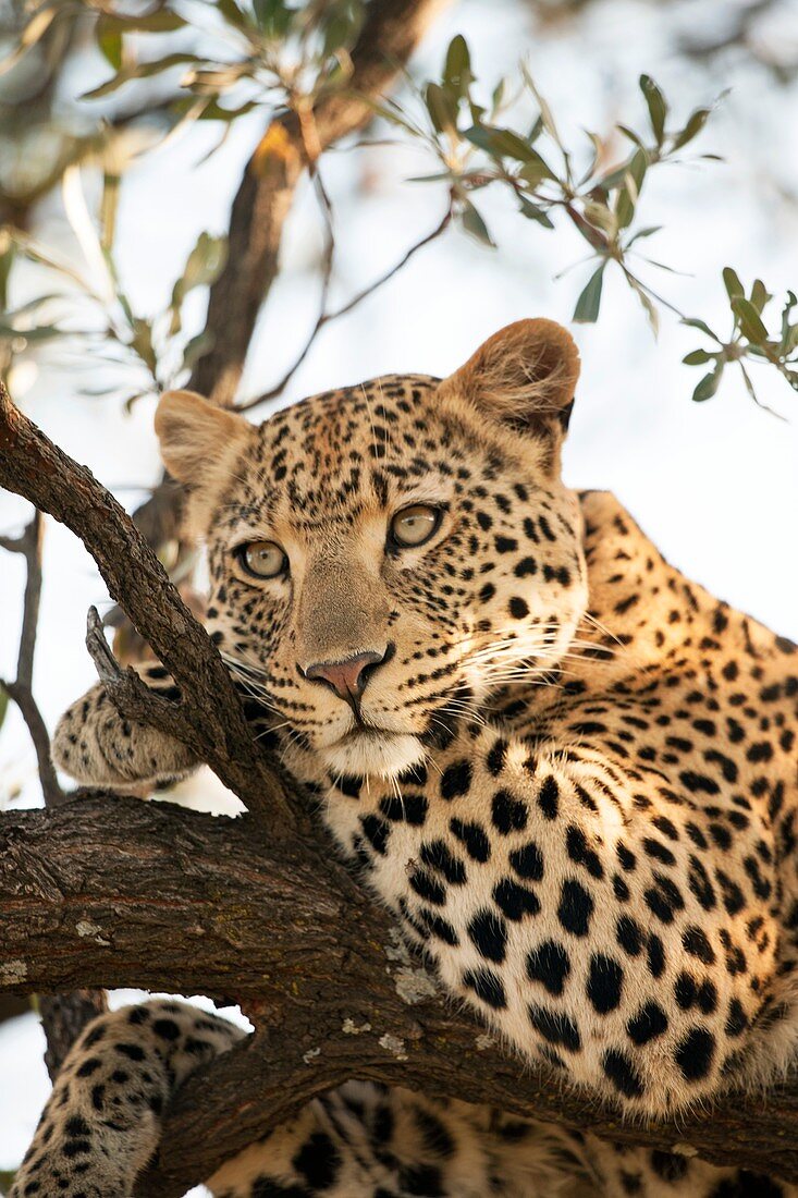 Female leopard resting in a tree