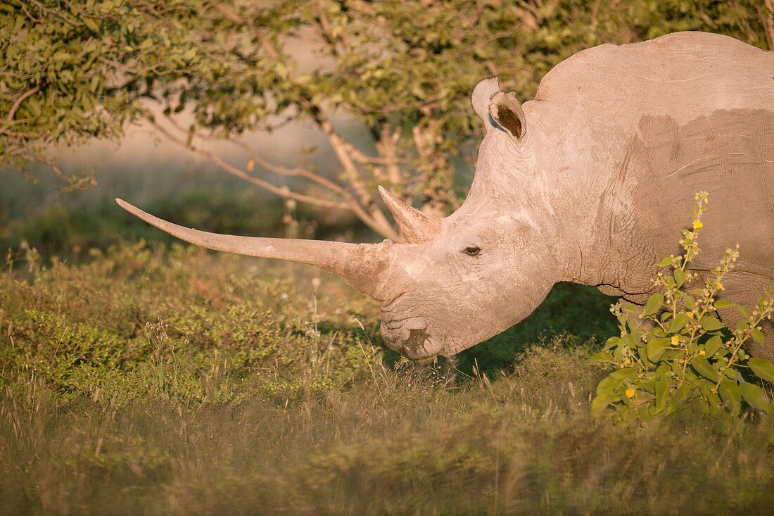 Female white rhinoceros grazing