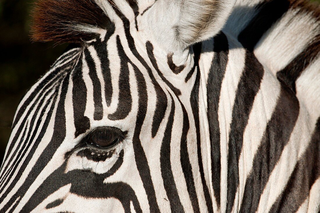 Zebra