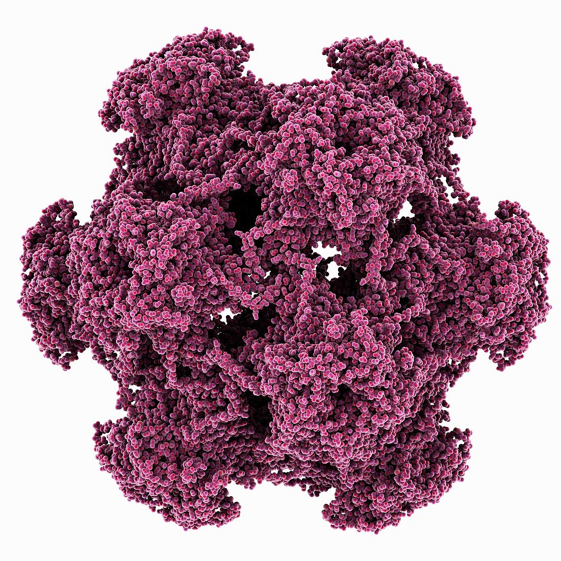 HPV L1 surface protein