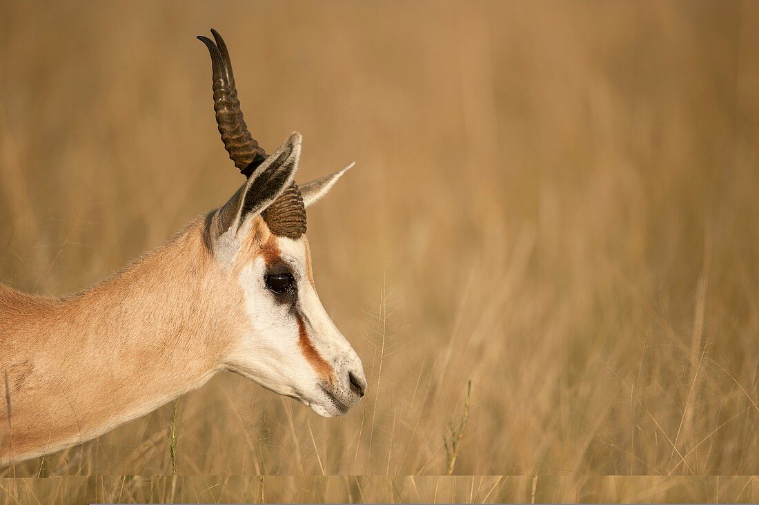 Springbok in grassland