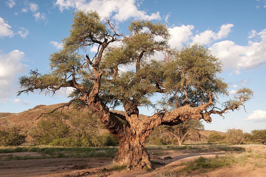 Camelthorn tree (Acacia erioloba)