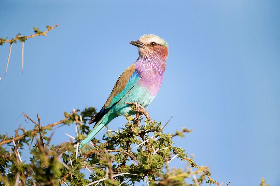 Lilac-breasted roller in a thorn bush