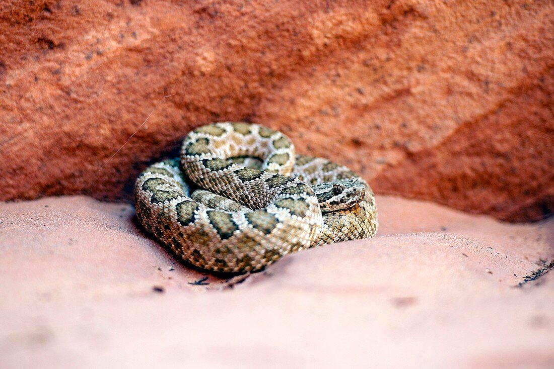 Hopi rattlesnake