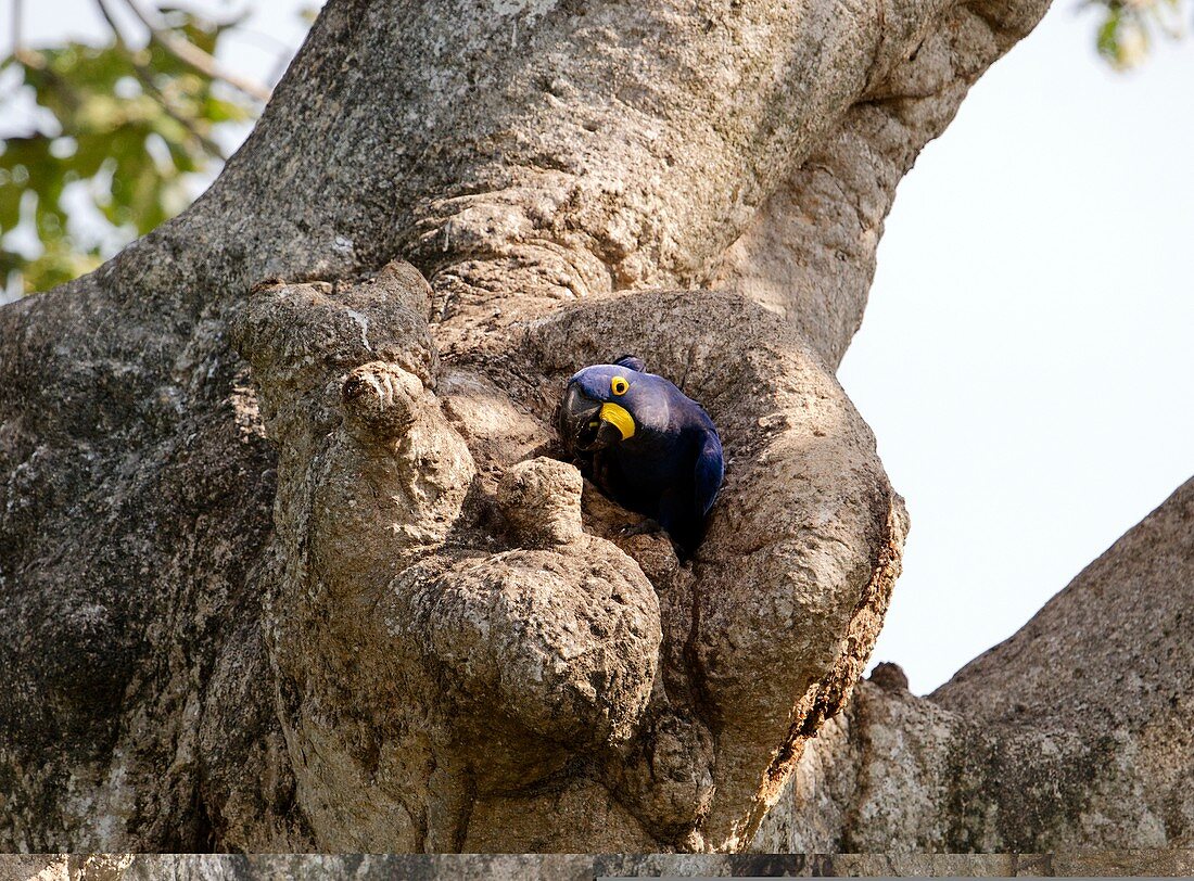Hyacinth macaw in a tree