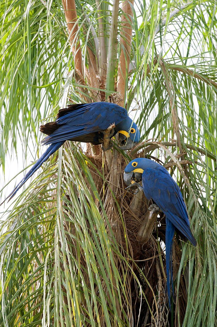Hyacinth macaws feeding