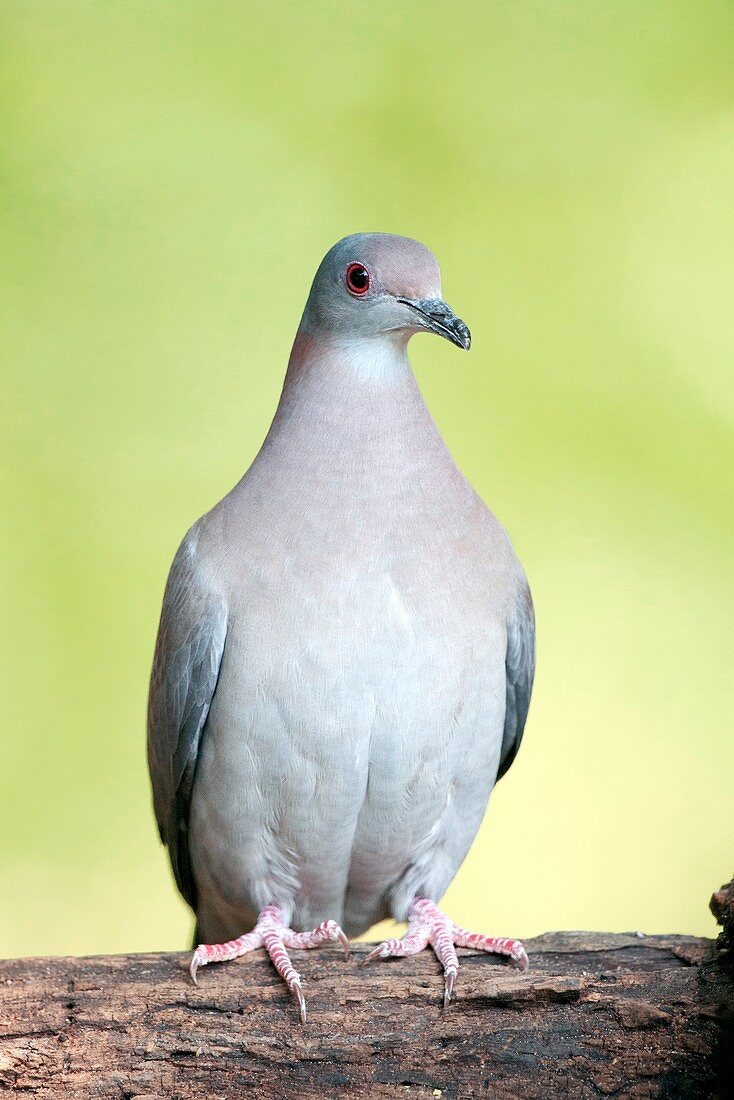 Grey-fronted dove on a branch
