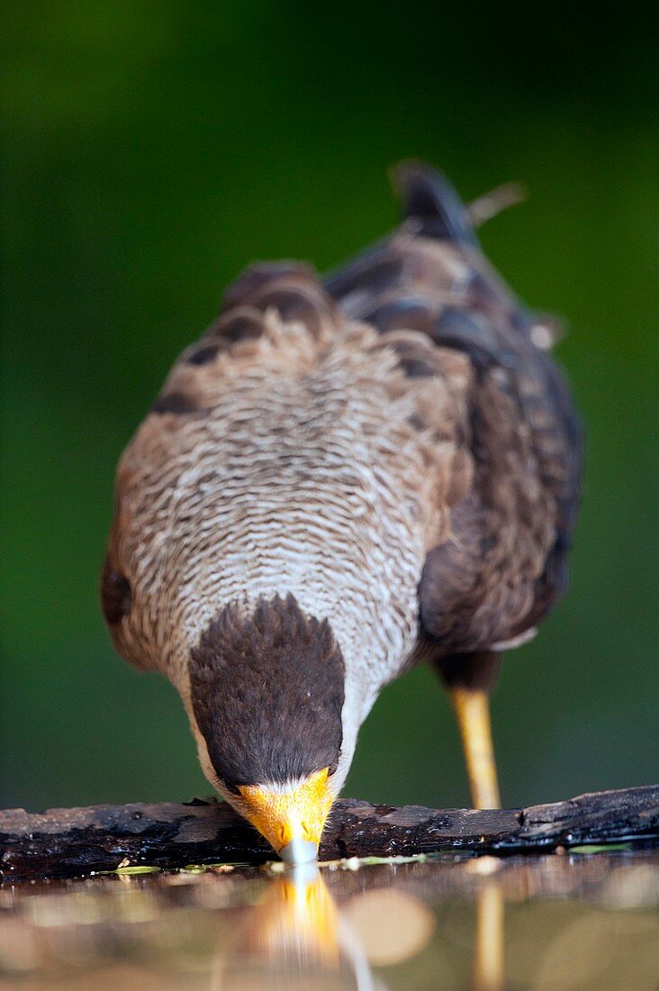 Southern crested caracara drinking