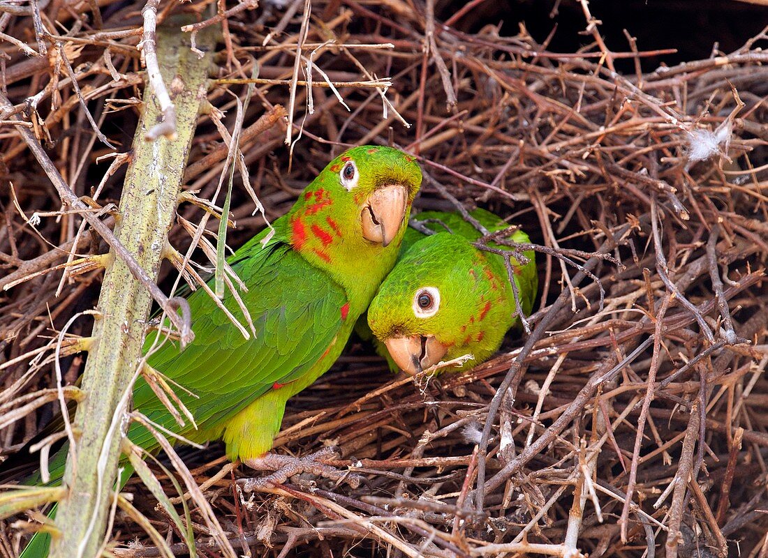 White-eyed parakeets nesting