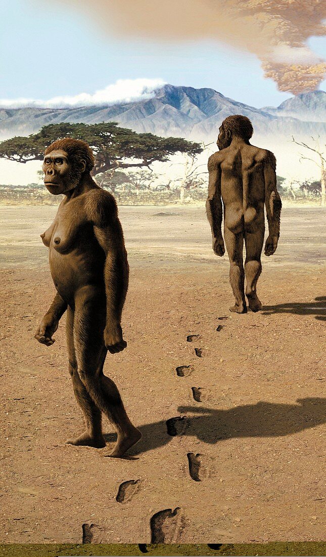 Australopithecus afarensis,artwork
