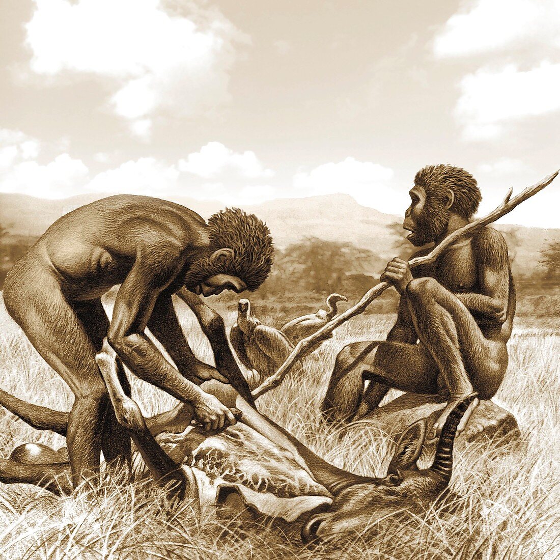 Homo habilis hunting,artwork