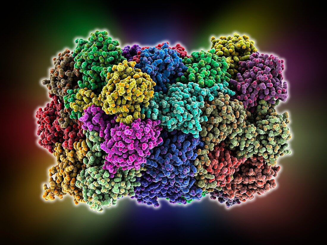 Yeast enzyme,molecular model