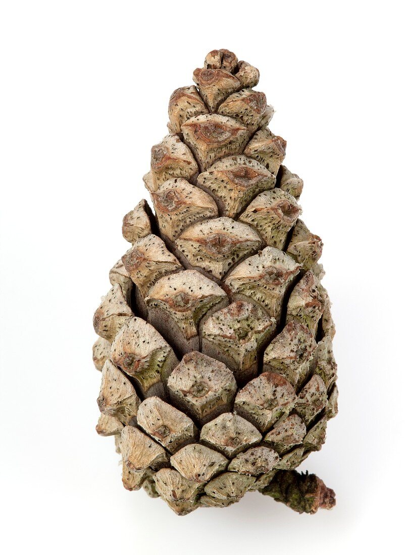 Closed pine cone