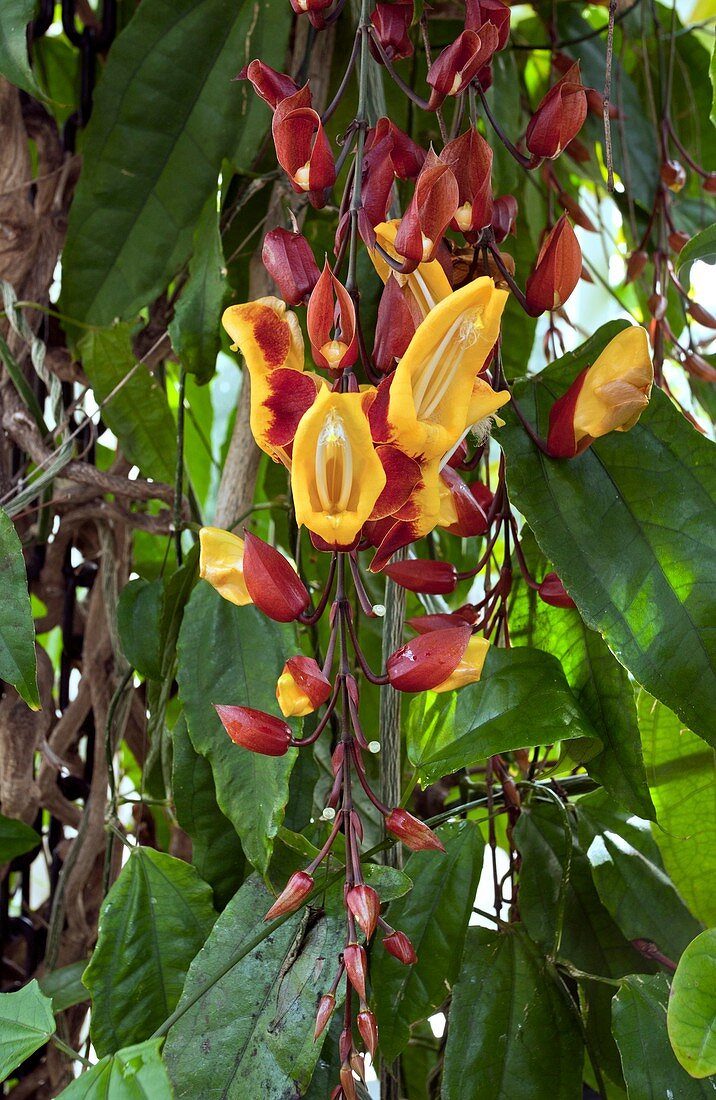 Indian clock vine flowers