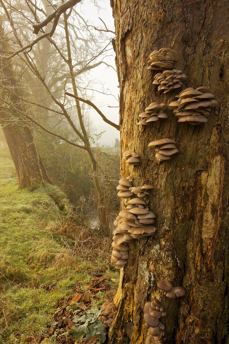 Oyster mushrooms on a tree
