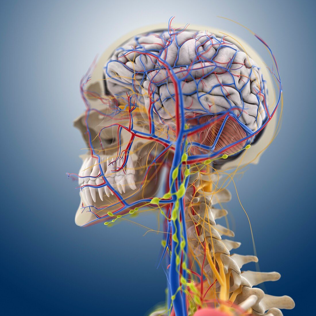 Head and neck anatomy,artwork