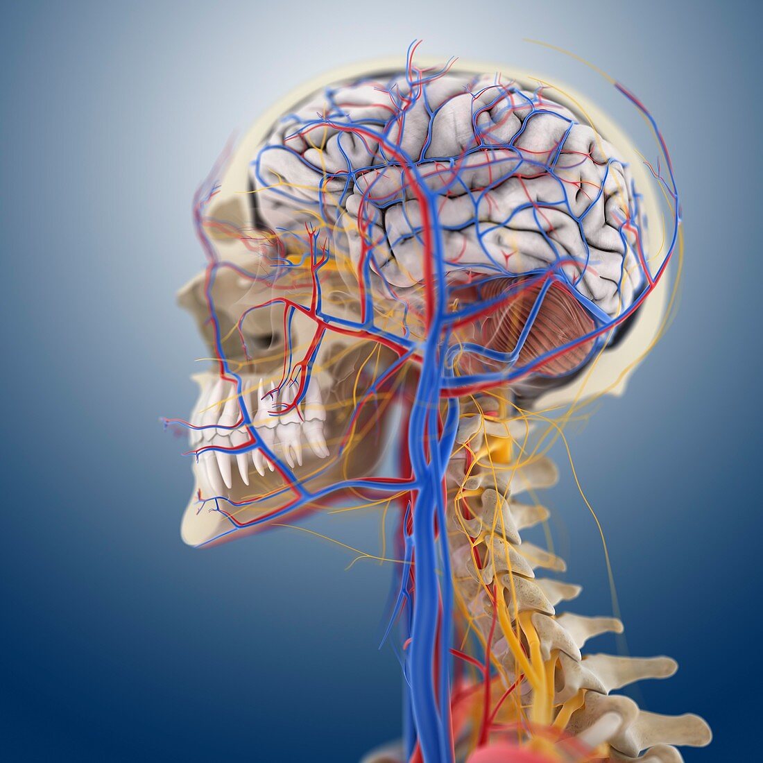Head and neck anatomy,artwork