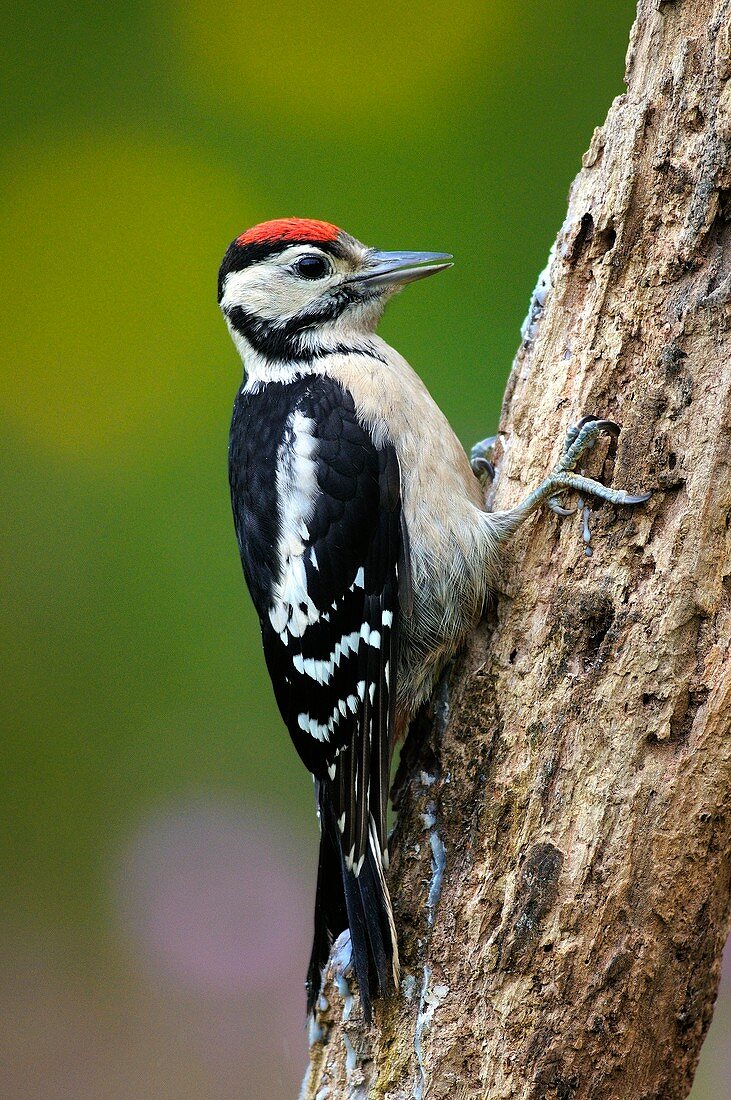 Great spotted woodpecker