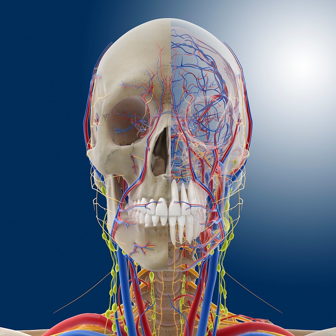 Head and neck anatomy,artwork