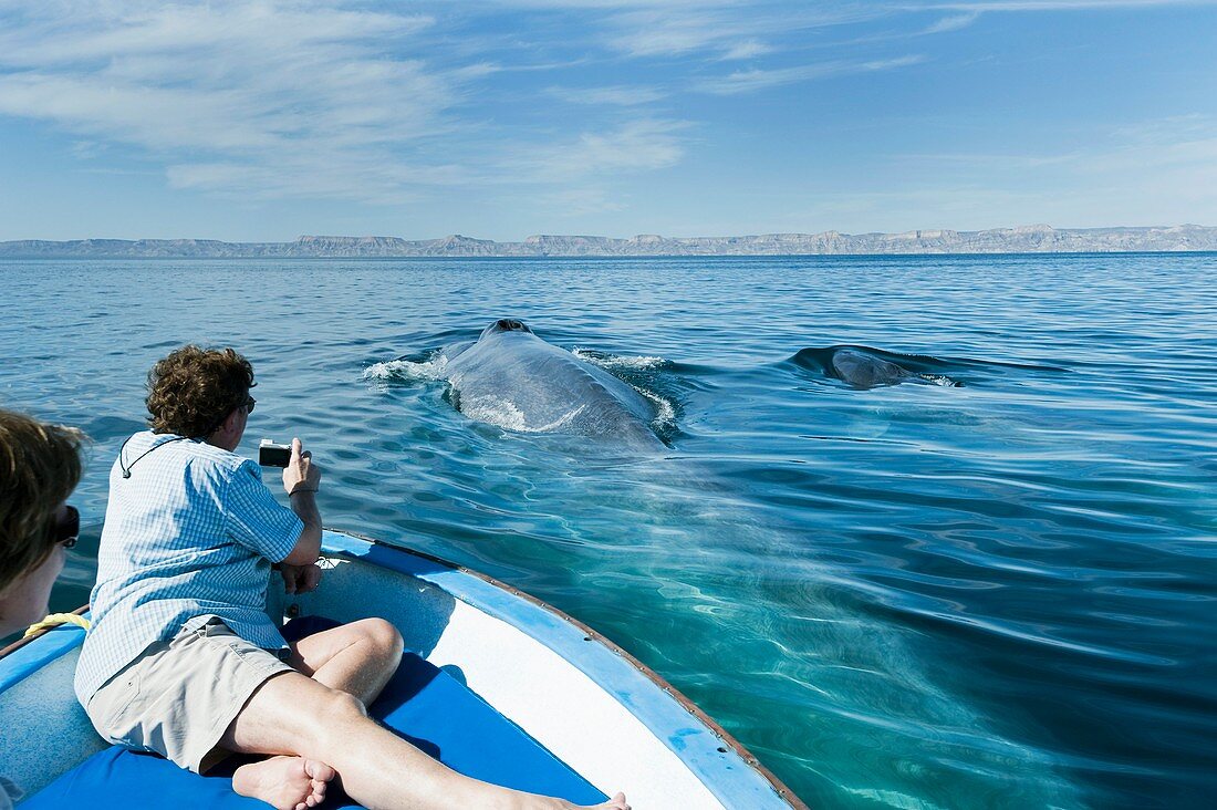 Whale watching,Mexico