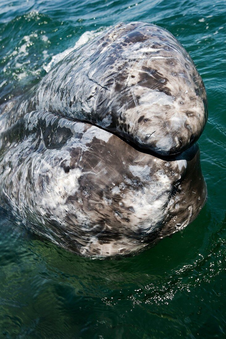 Grey whale surfacing