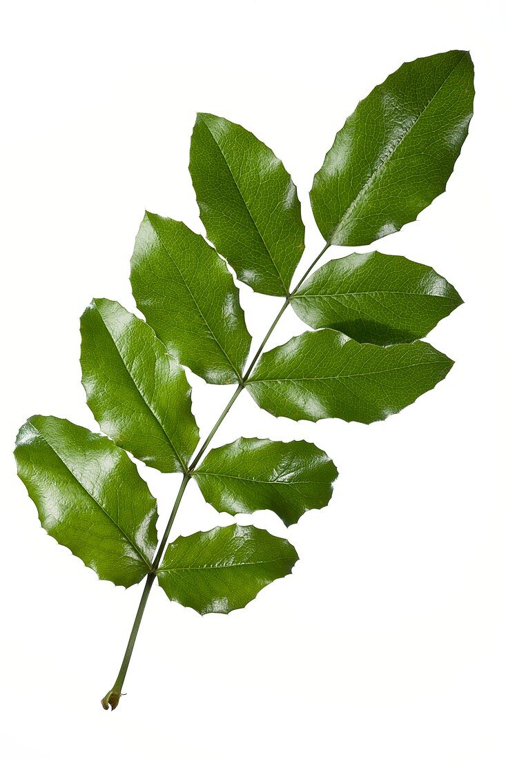 Oregon grape (Mahonia aquifolium) leaves