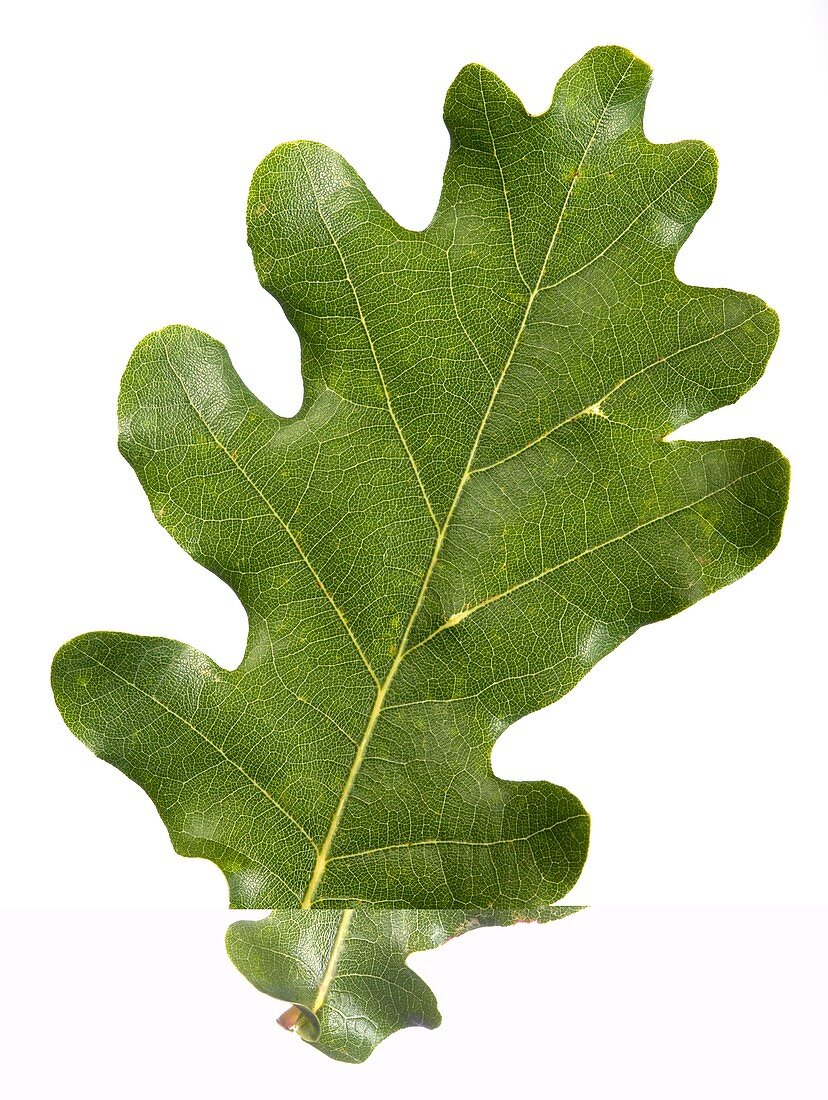 Oak (Quercus robur) leaf