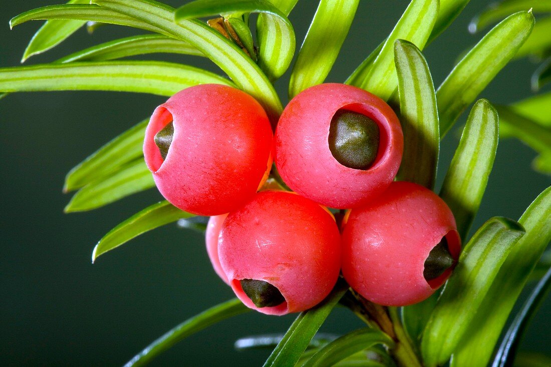 Yew (Taxus baccata) berries