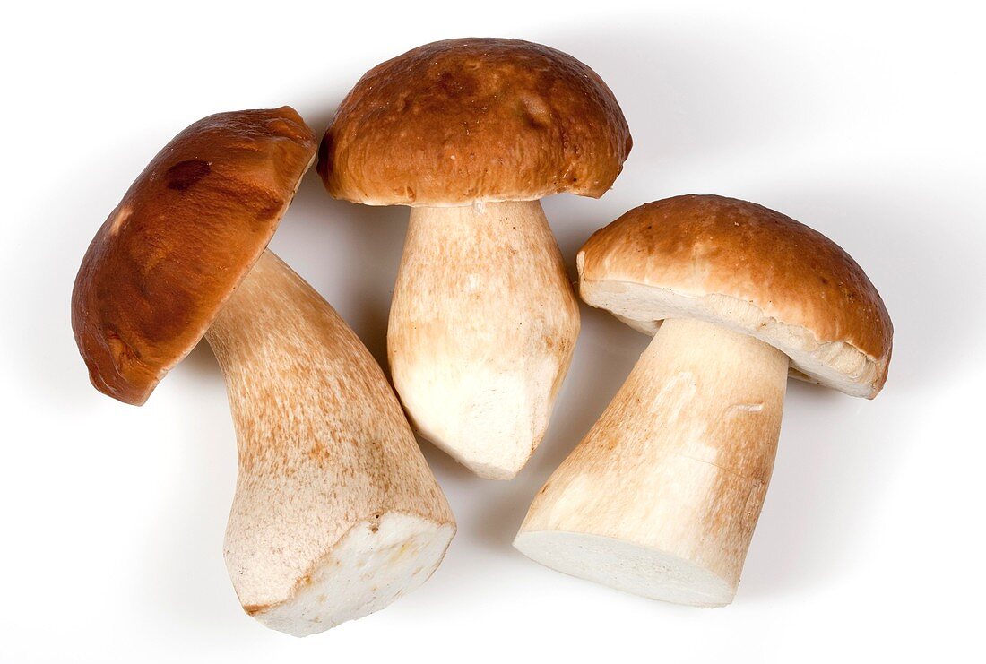 Porcini (Boletus edulis) mushrooms