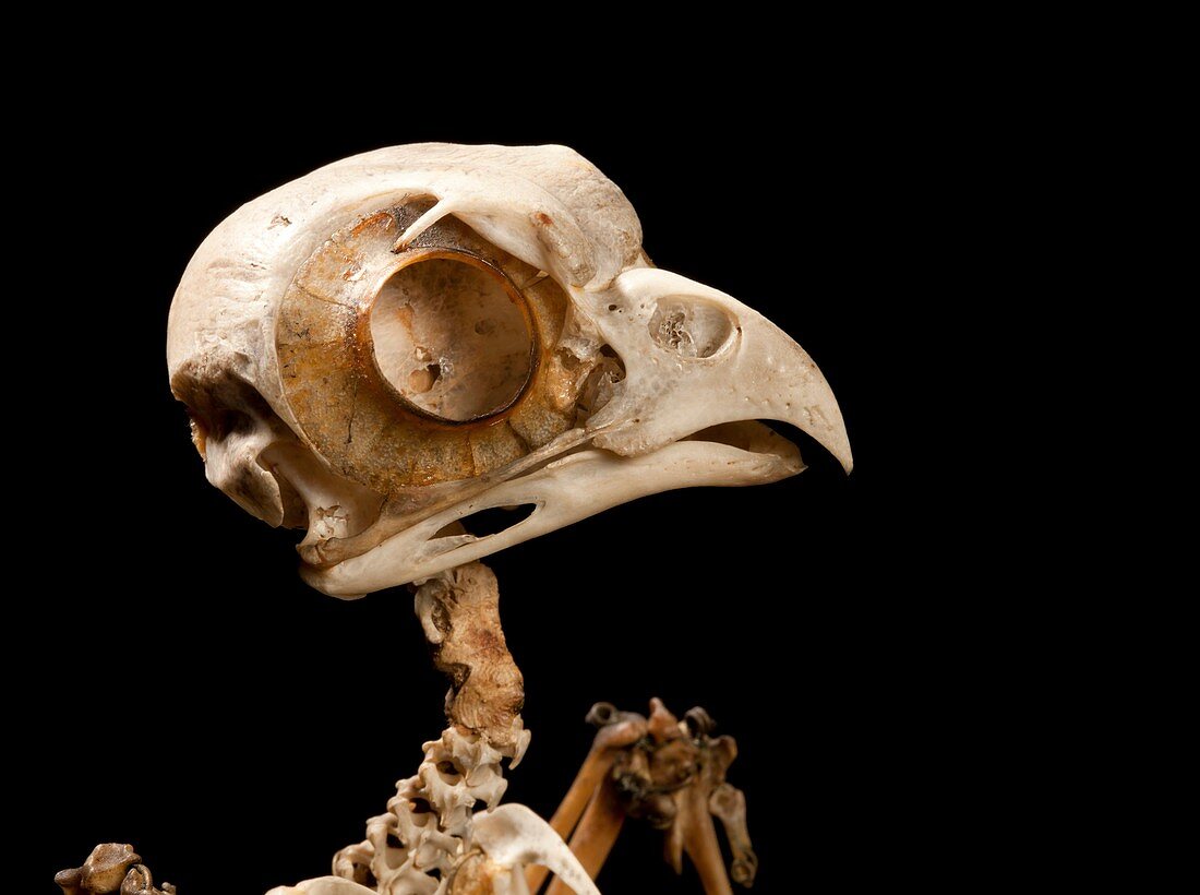 White-browed hawk-owl skeleton