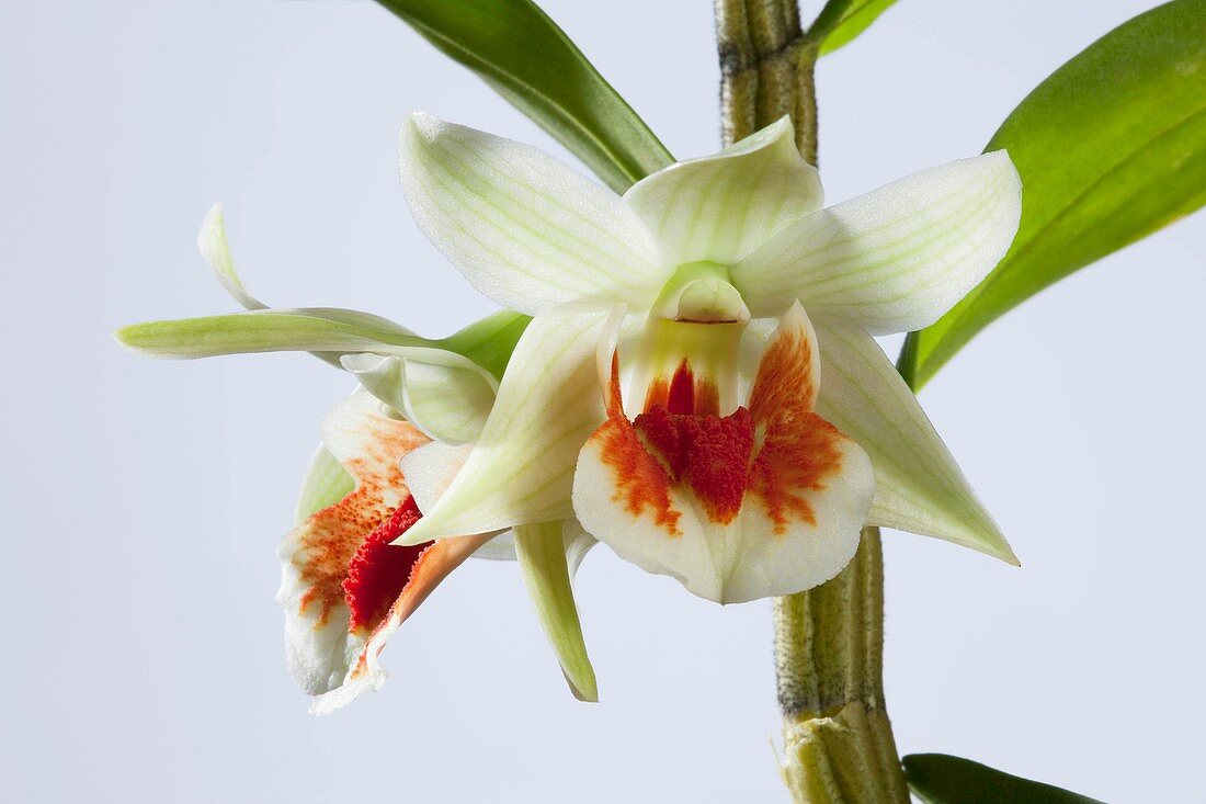 Orchid (Dendrobium williamsonii)