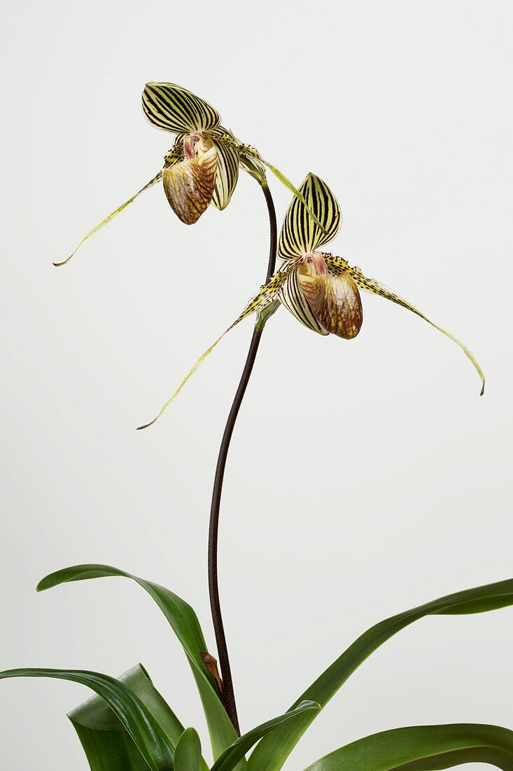 Paphiopedilum rothschildianum