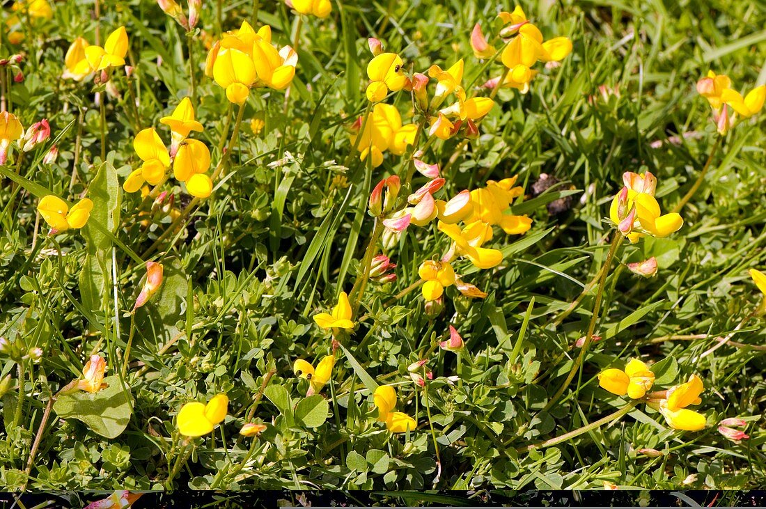 Birdsfoot Trefoil (Lotus corniculatus)