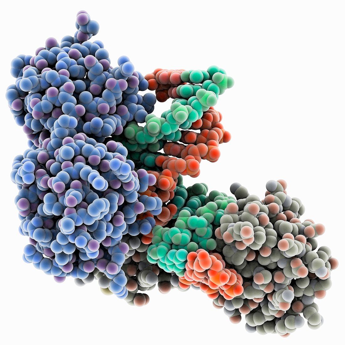 TATA box-binding protein complex