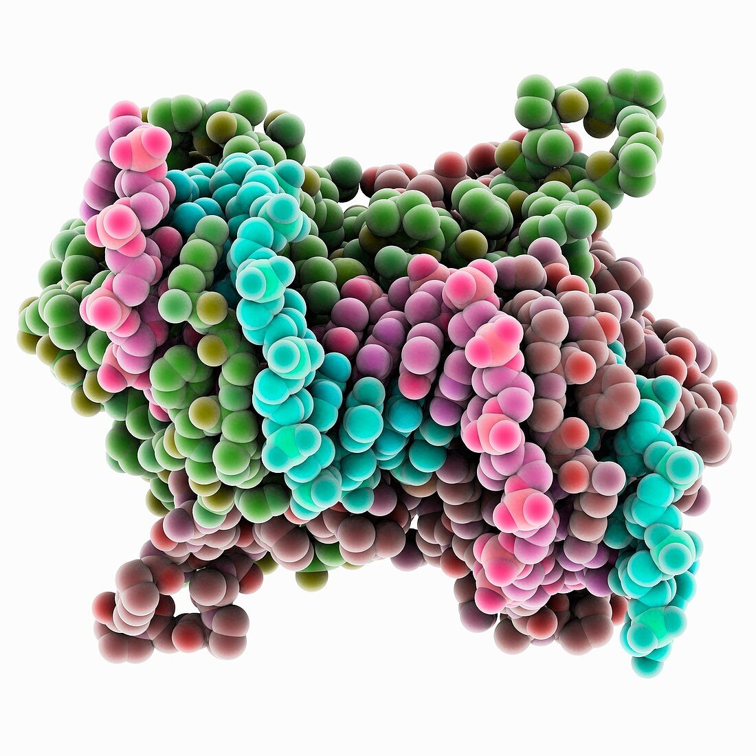 Epstein-Barr virus protein bound to DNA