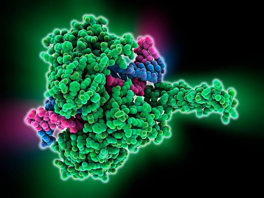 Type I topoisomerase bound to DNA