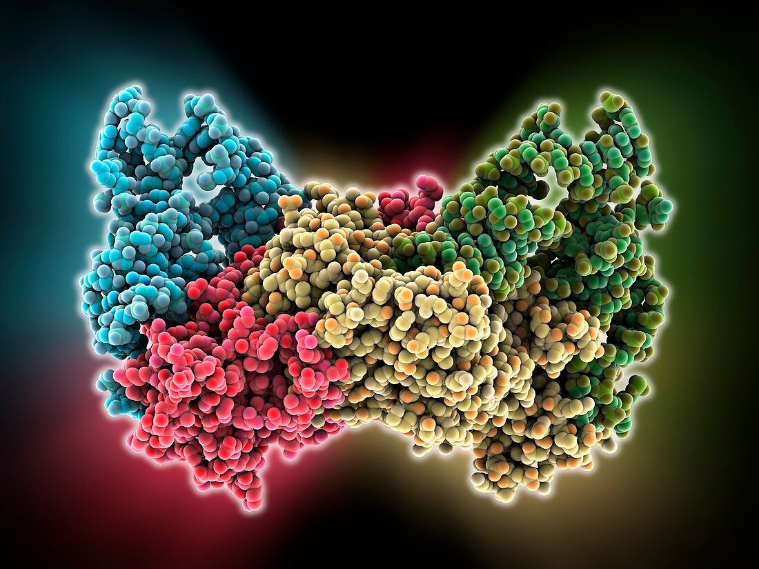 Aspartyl-tRNA synthetase protein molecule