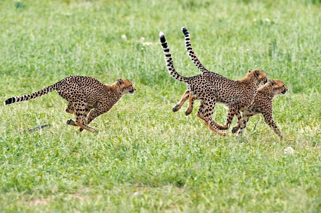 Cheetahs running