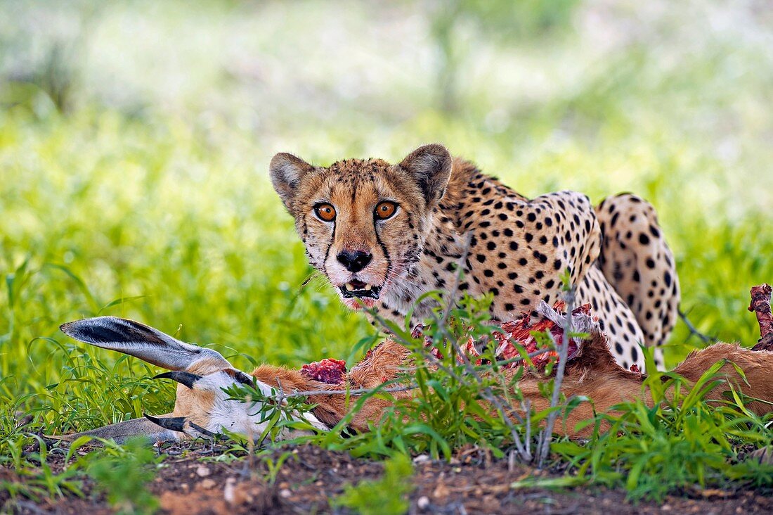 Cheetah with a kill
