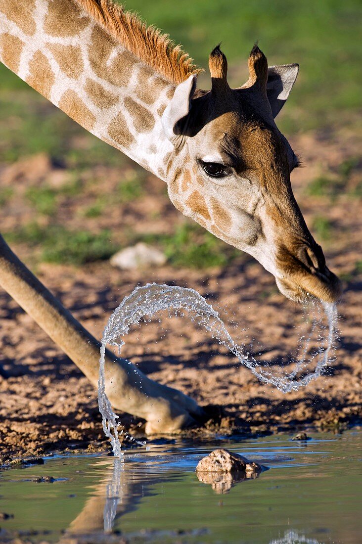 Giraffe at a watering hole