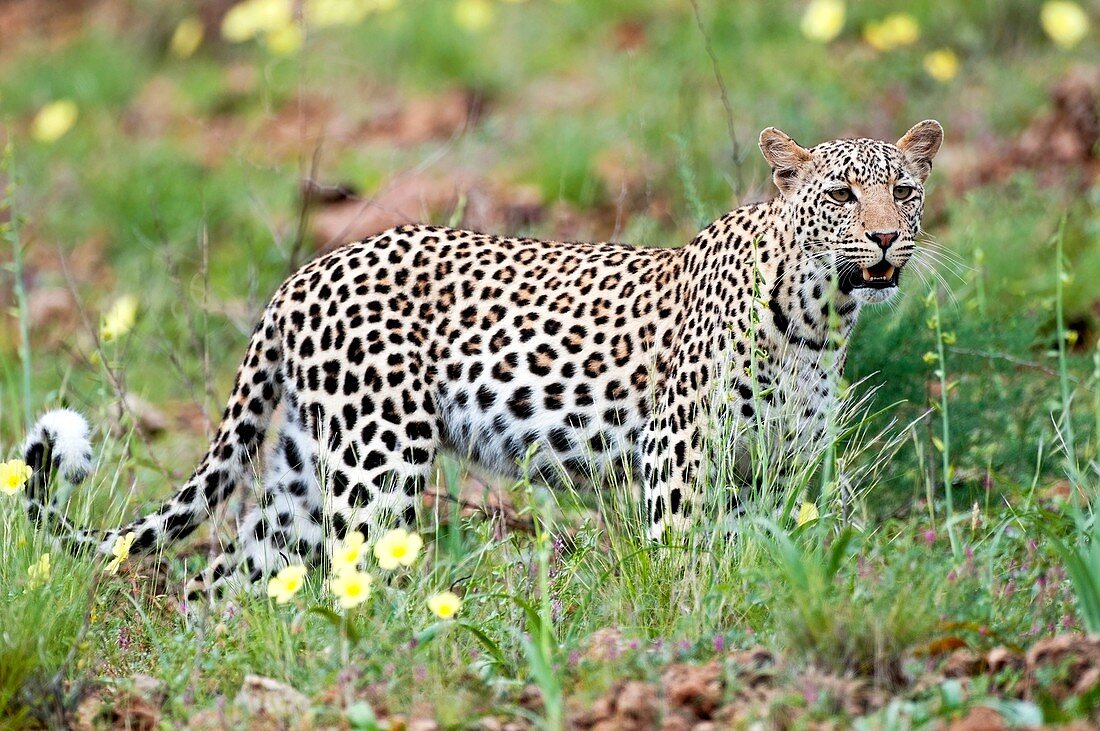 Leopard in a meadow