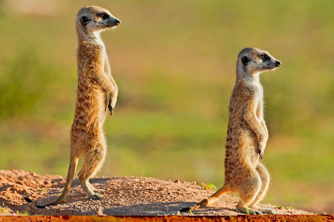 Meerkats keeping watch