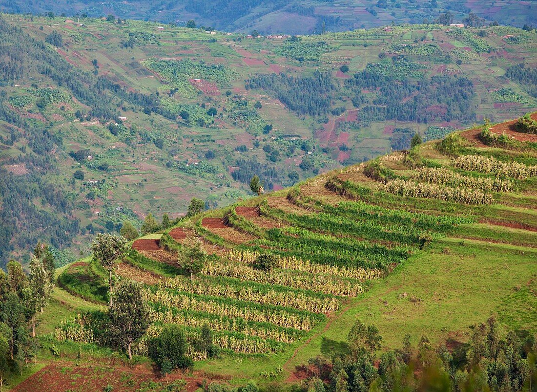 Terraced fields,Rwanda