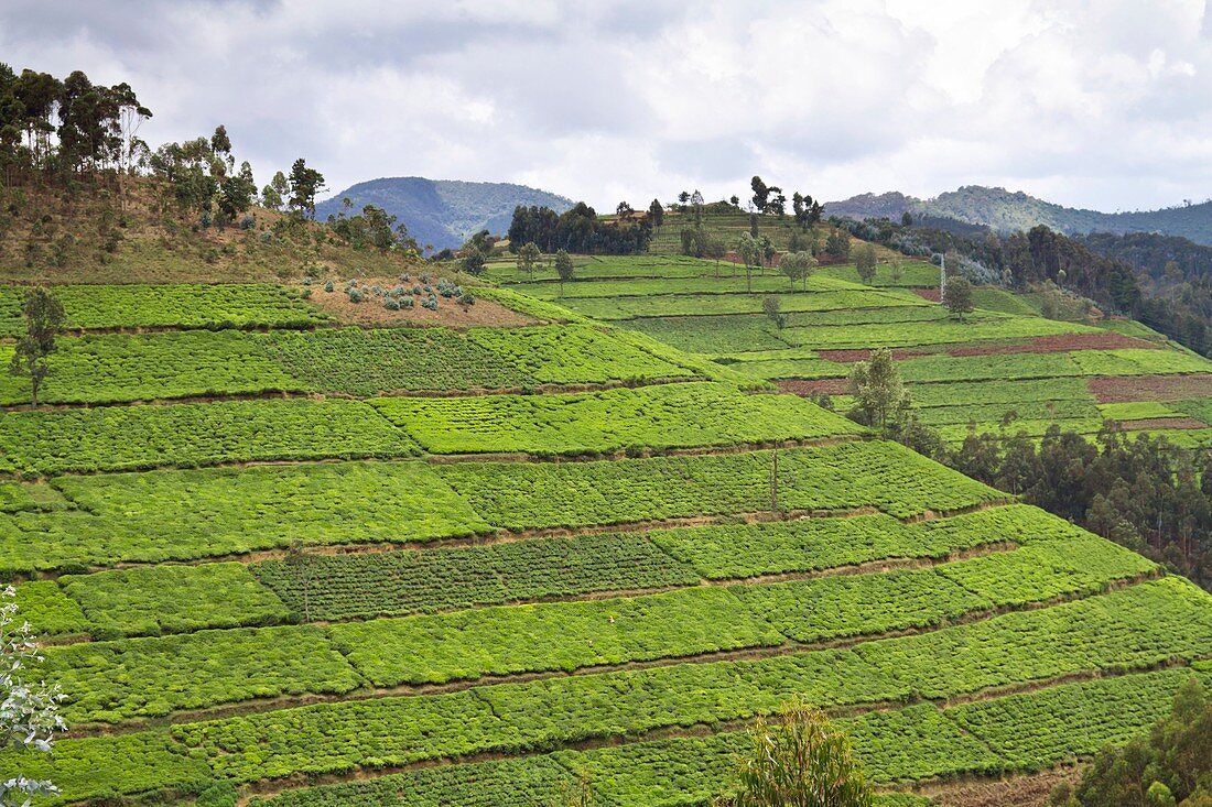 Tea plantation,Rwanda
