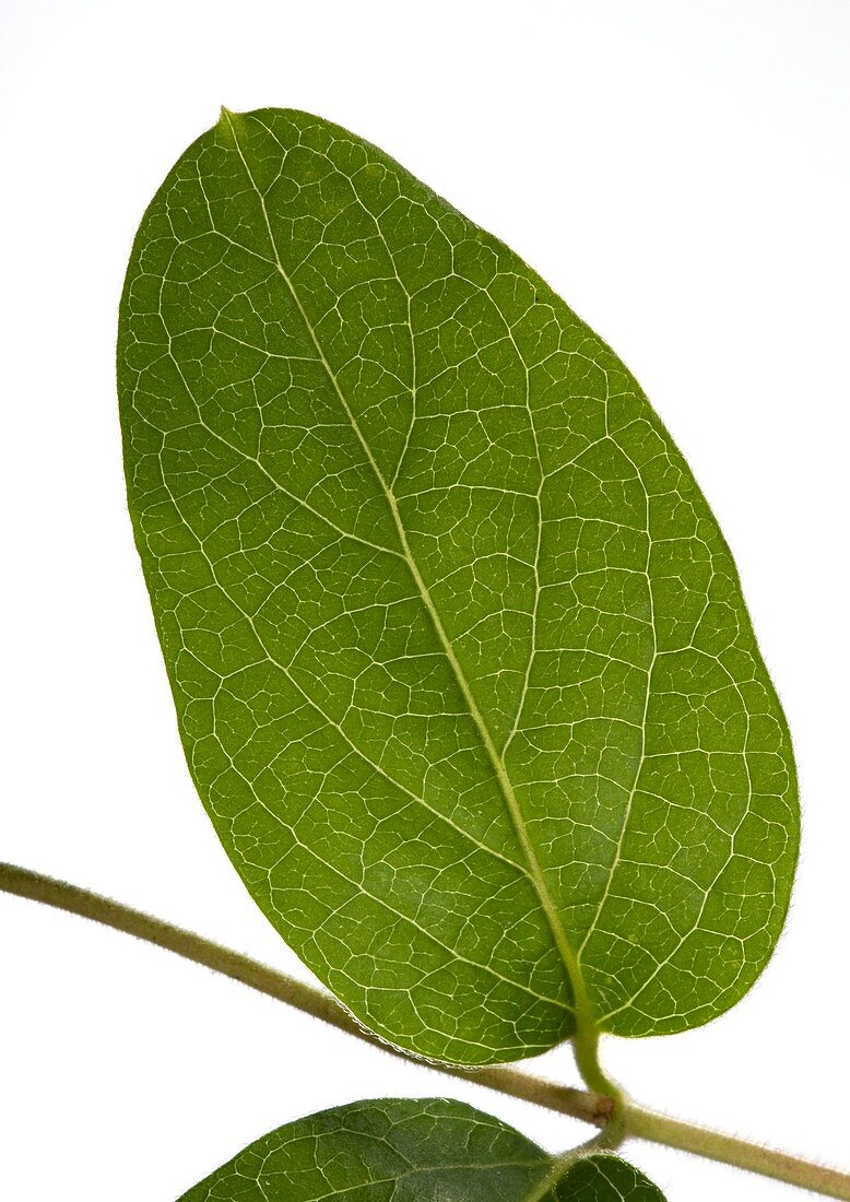 Honeysuckle (Lonicera sp.) leaf