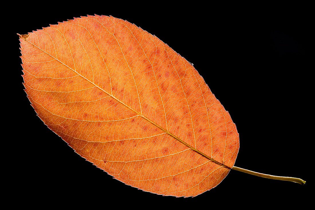 Amelanchier canadensis leaf