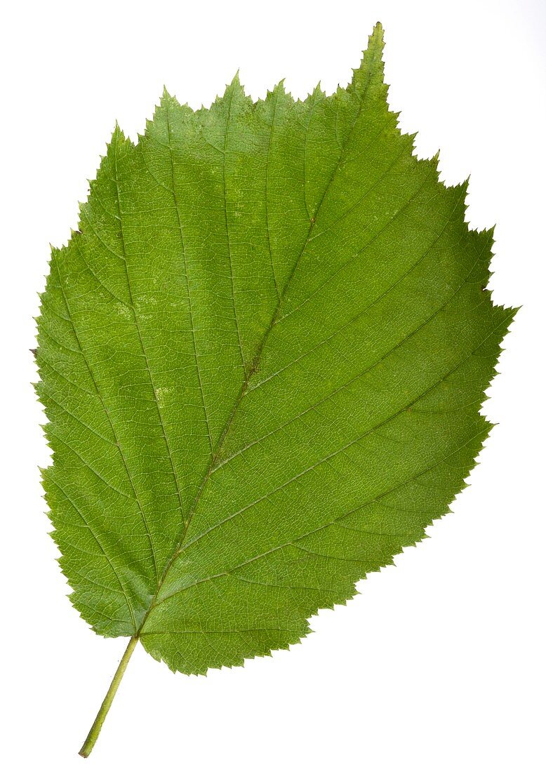 Hazel (Corylus avellana) tree leaf