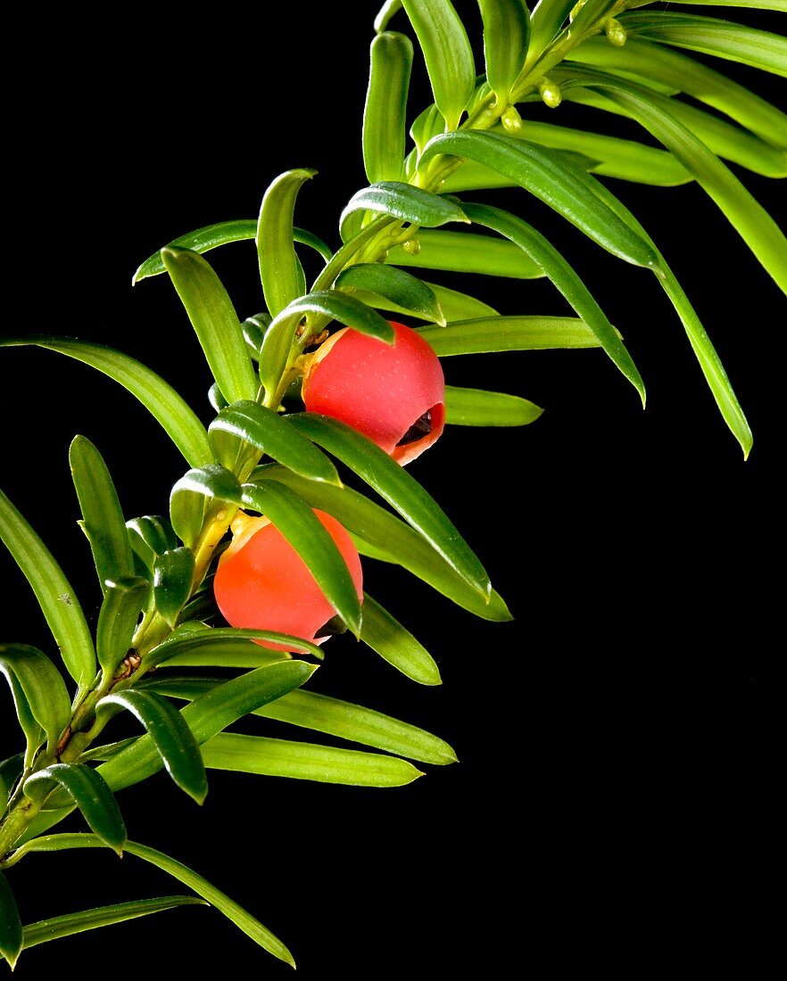 Yew (Taxus baccata) leaves and berries